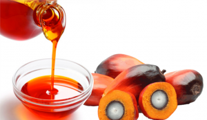 How to Start a Palm Kernel Oil Extraction Company