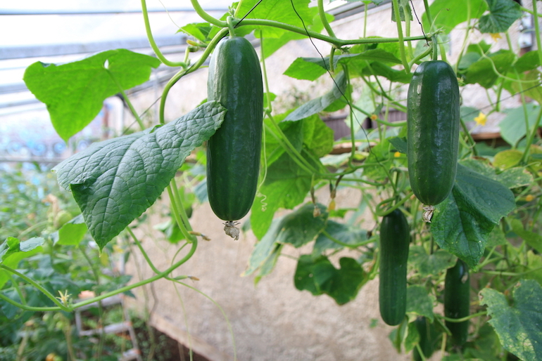How To Grow Cucumbers