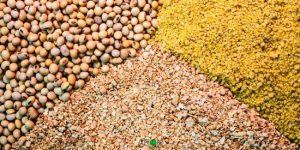 How To Start A Livestock Feed Production Business