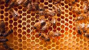 How To Produce And Sell Your Honey