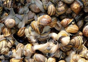 All You Need To Know To Make Snail Farming Money Spinner