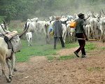 Imo Govt. disowns group over ultimatum to herdsmen