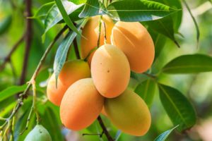 How To Start Making Money Exporting Mango