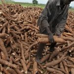 Nigeria Cassava Growers Association (NCGA): Nigeria can save N1.2trn from ethanol, starch, sweetener imports 