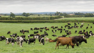 Strange: Lightning kills 36 cows on Ondo sacred hill