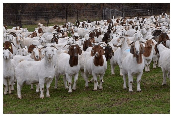 Goat Farming, A Goldmine Waiting To Be Tapped