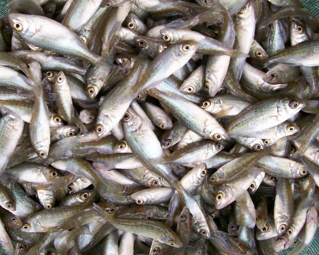 Fish Farming