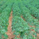 Nigeria Cassava Growers Association (NCGA): Nigeria can save N1.2trn from ethanol, starch, sweetener imports 
