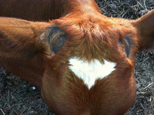 Why You Need To Dehorn Your Cows