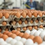 AMREC lists benefits of egg to human health