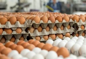 Poultry, egg prices fall on Covid-19 rumours