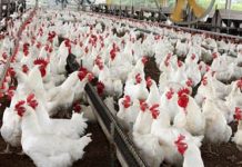 Common Poultry Diseases Symptoms And Treatment (Video) Common Poultry Diseases Symptoms And Treatment (Video)