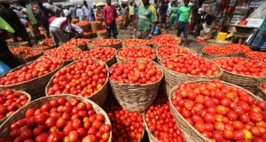 Dangote Encourages Kano Tomato Farmers by Sharing 20, 000 Baskets