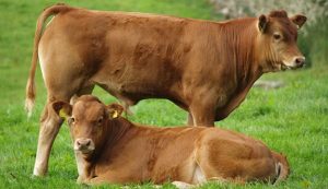 Stakeholders laud CBN over forex ban on milk import