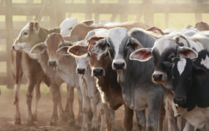 Stakeholders laud CBN over forex ban on milk import