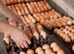 Indonesia destroys10m fertilized eggs to cut chicken production