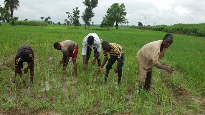NBC To Empower 15,000 Youths, Stakes $900million On Improved Production