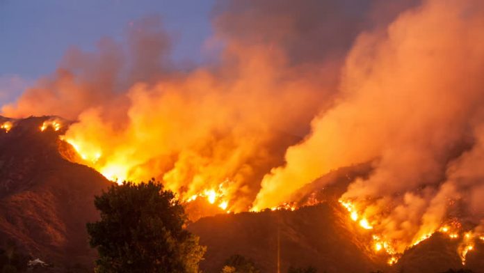 Bush Burning