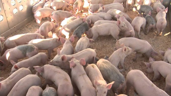 Piggery Farmers