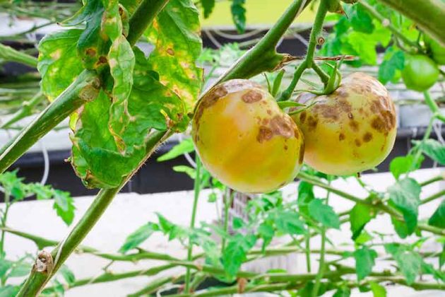 Tomato Common Diseases - Blight (Late)