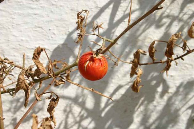 Tomato Common Diseases - Gray Mold