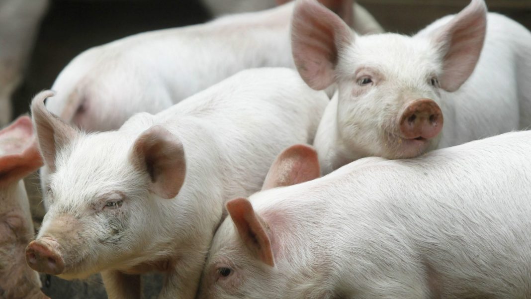 Chinas Pig Farmers