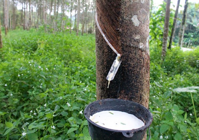 Rubber cultivation