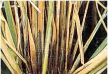 Rice Common Diseases, Symptoms And Management