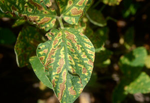 Common Soybeans Diseases Symptoms And Treatment