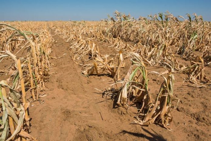 Drought Resistant Seeds