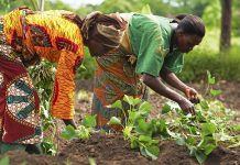 Banks’ Credit To Private Sector Rise To N16.7trn In 2018 Youth In Agribusiness President Buhari And Opportunities In Nigeria