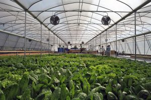 Greenhouses protect crops from ultraviolet sun rays, pests — Expert