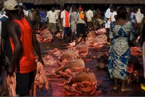 How Nigeria can become self-sufficient in meat production