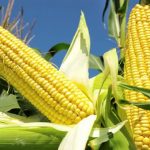 How farmers are milling profits from maize