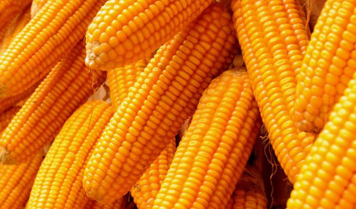 Maize Importation