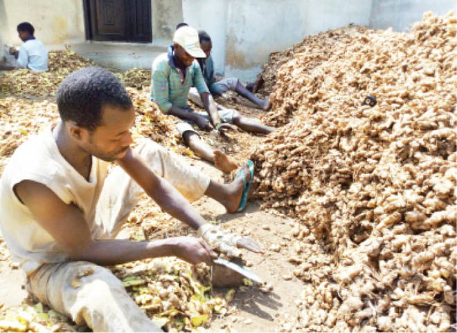 Mohammed Bello - Ginger Farm