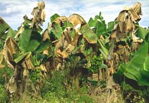 Common Banana Farming Diseases Symptoms And Treatment Common Banana Farming Diseases Symptoms And Treatment