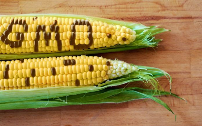 GMOs