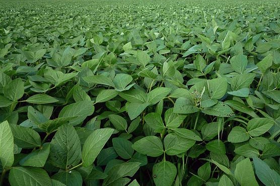How To Start Beans farming In Nigeroa Or Africa (Step by Step)