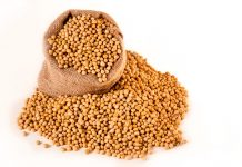 Common Soybeans Diseases Symptoms And Treatment world's largest soybean