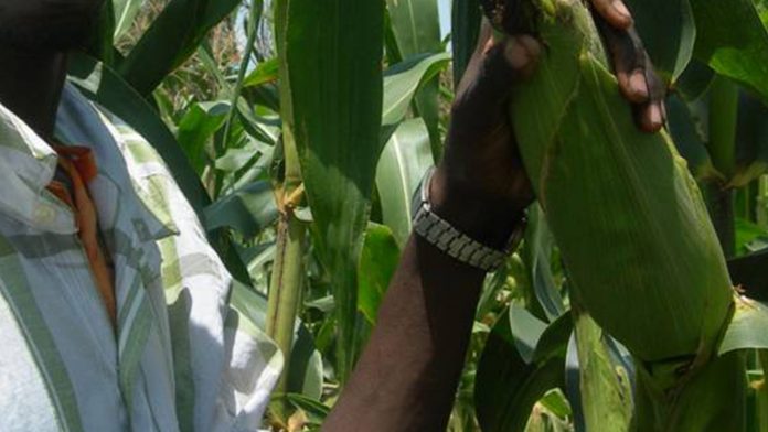 Cassava, Rice Offtakers