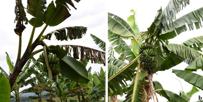 a. A Sigatoka-susceptible highland cooking banana, and b. A Sigatoka-resistant highland cooking banana developed by IITA. Photo by IITA. (Pseudocercospora Pathogens)