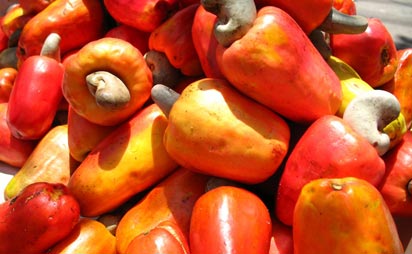 COVID-19, weather upset farmers’ projection on cashew
