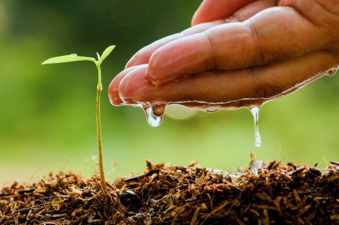 Osun Speaker Distributes Seedlings To Osun Farmers