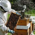 BOA’s N7.5m intervention to help boost bee farming