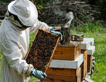 How Beekeeping Business Thrives beekeeping