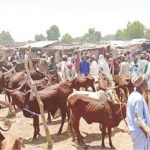 Yobe cattle market reopens two weeks after Boko Haram attack