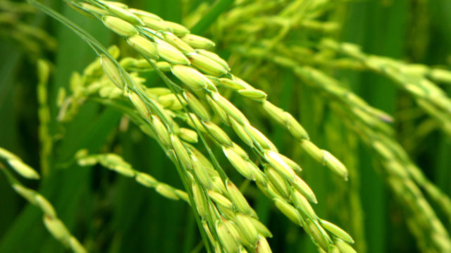 3 Ways To Make Lots Of Money From The Multi-billion Naira Rice Industry