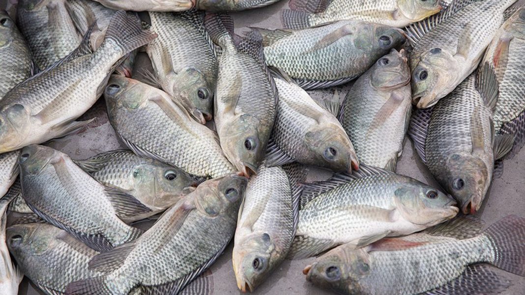 Don lists ways to stop fish importation  