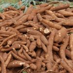 Nigeria Cassava Growers Association (NCGA): Nigeria can save N1.2trn from ethanol, starch, sweetener imports 